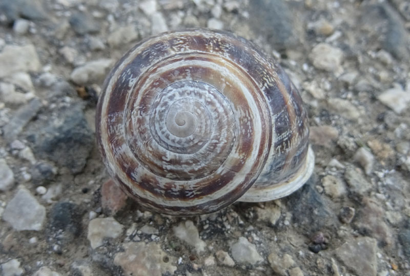 Massylaea vermiculata - Helicidae